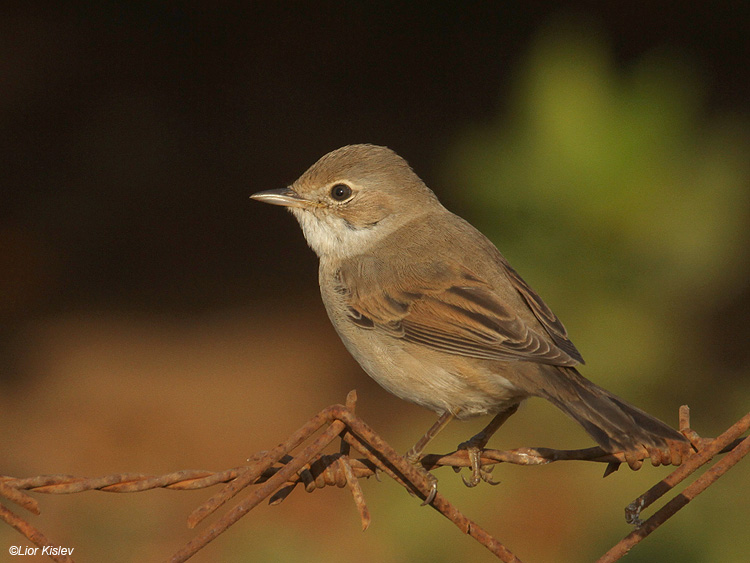   Common Whitethroat Sylvia communis       Bacha valley, Golan 05-09-11  Lior Kislev